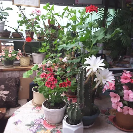 Casa de hóspedes Diana Veliko Tŭrnovo